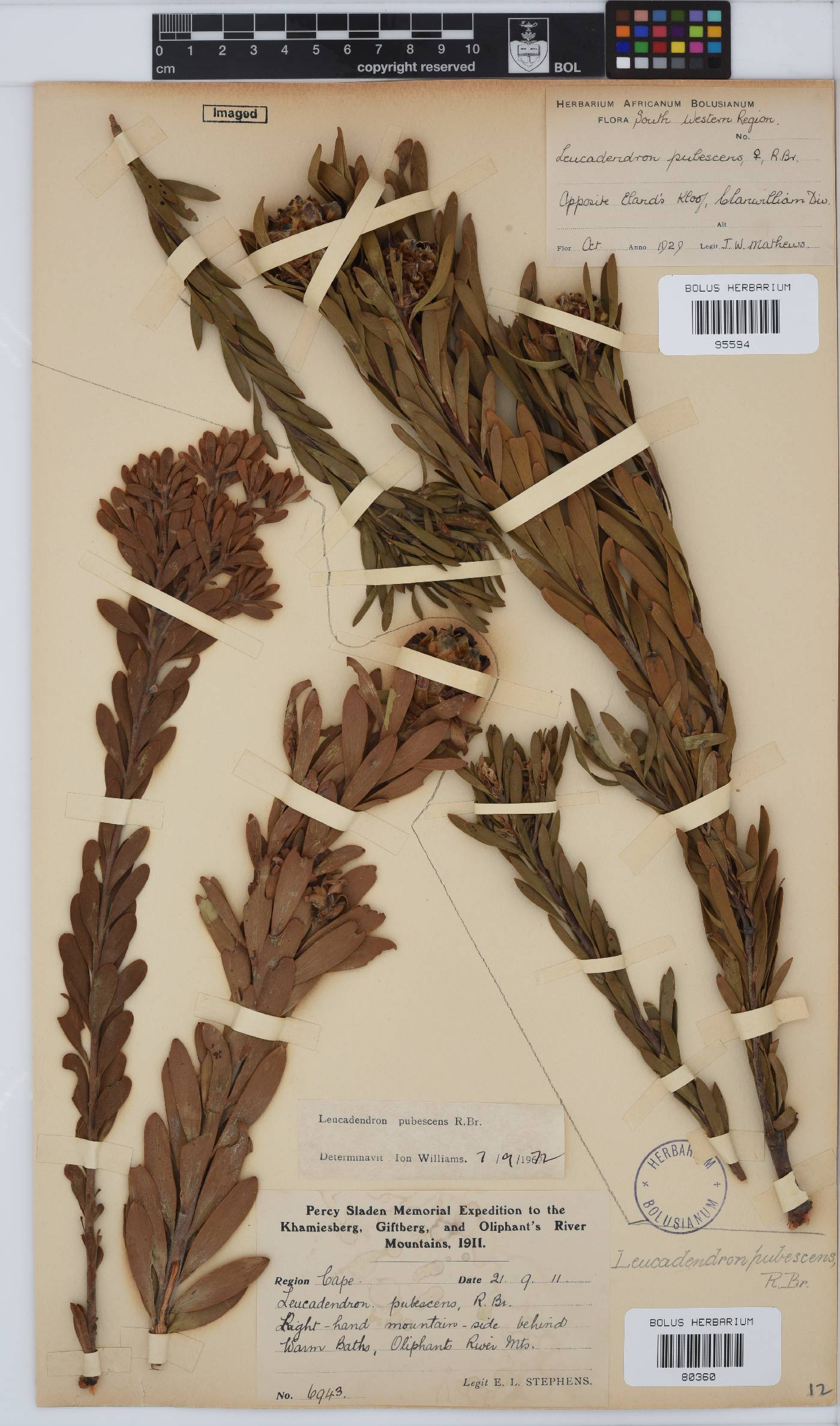 Leucadendron pubescens image