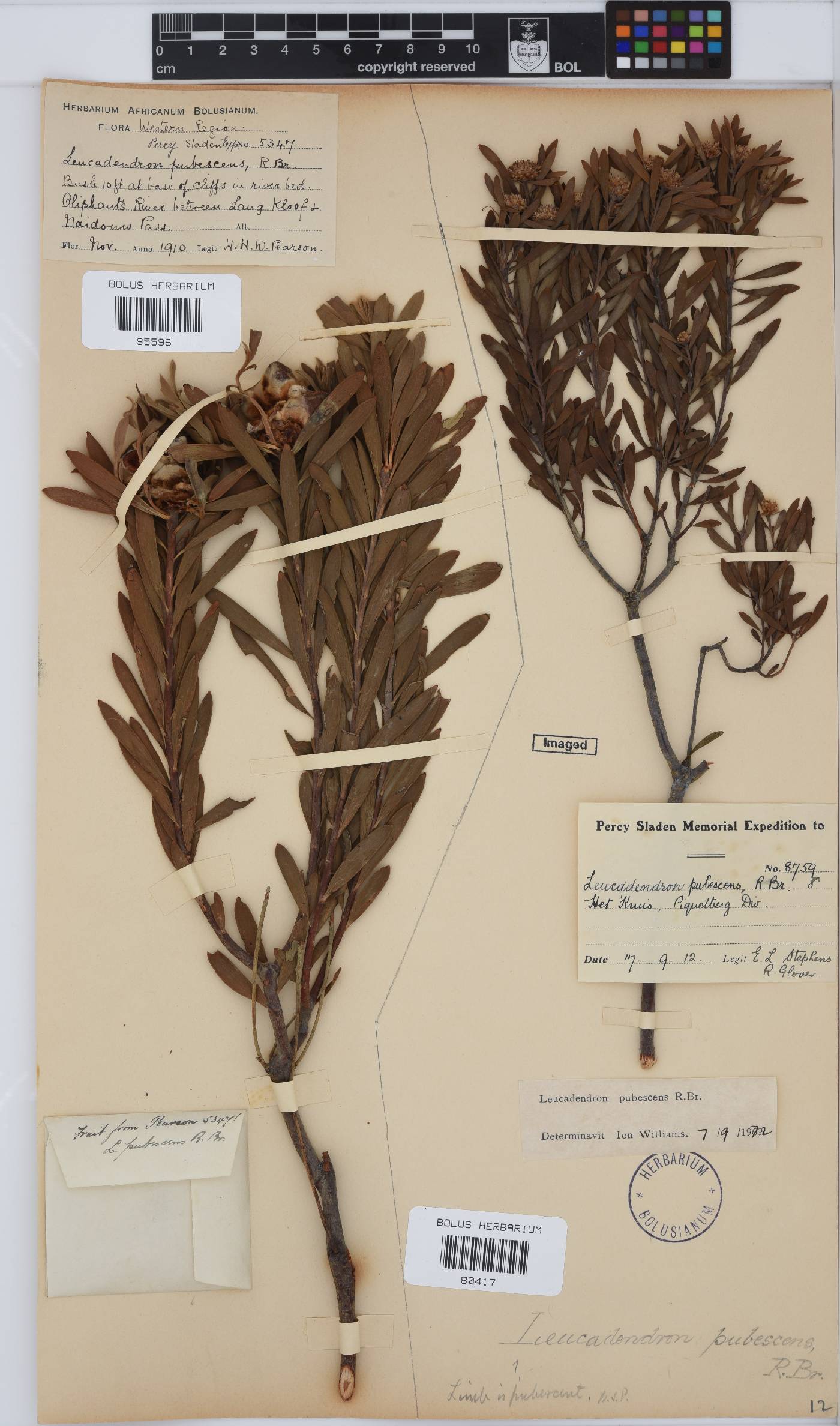 Leucadendron pubescens image