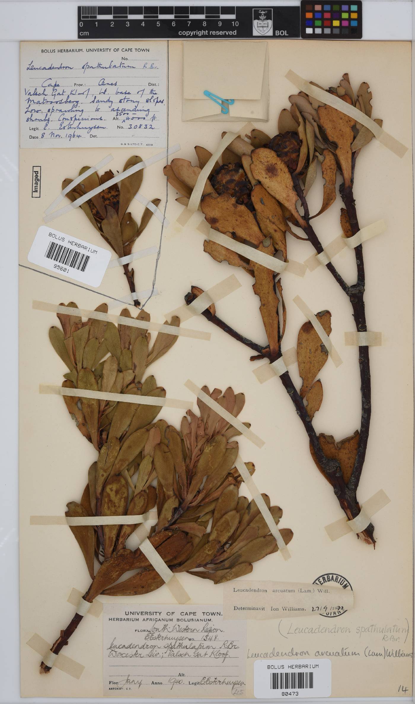 Leucadendron arcuatum image