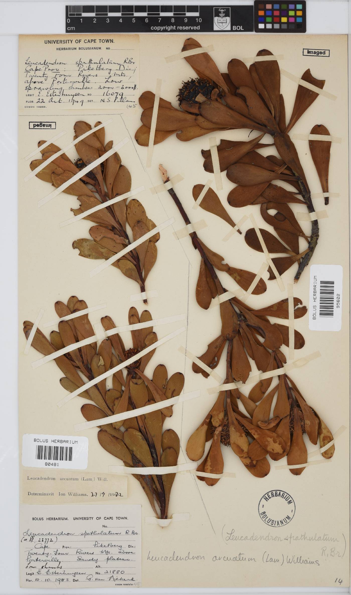 Leucadendron arcuatum image