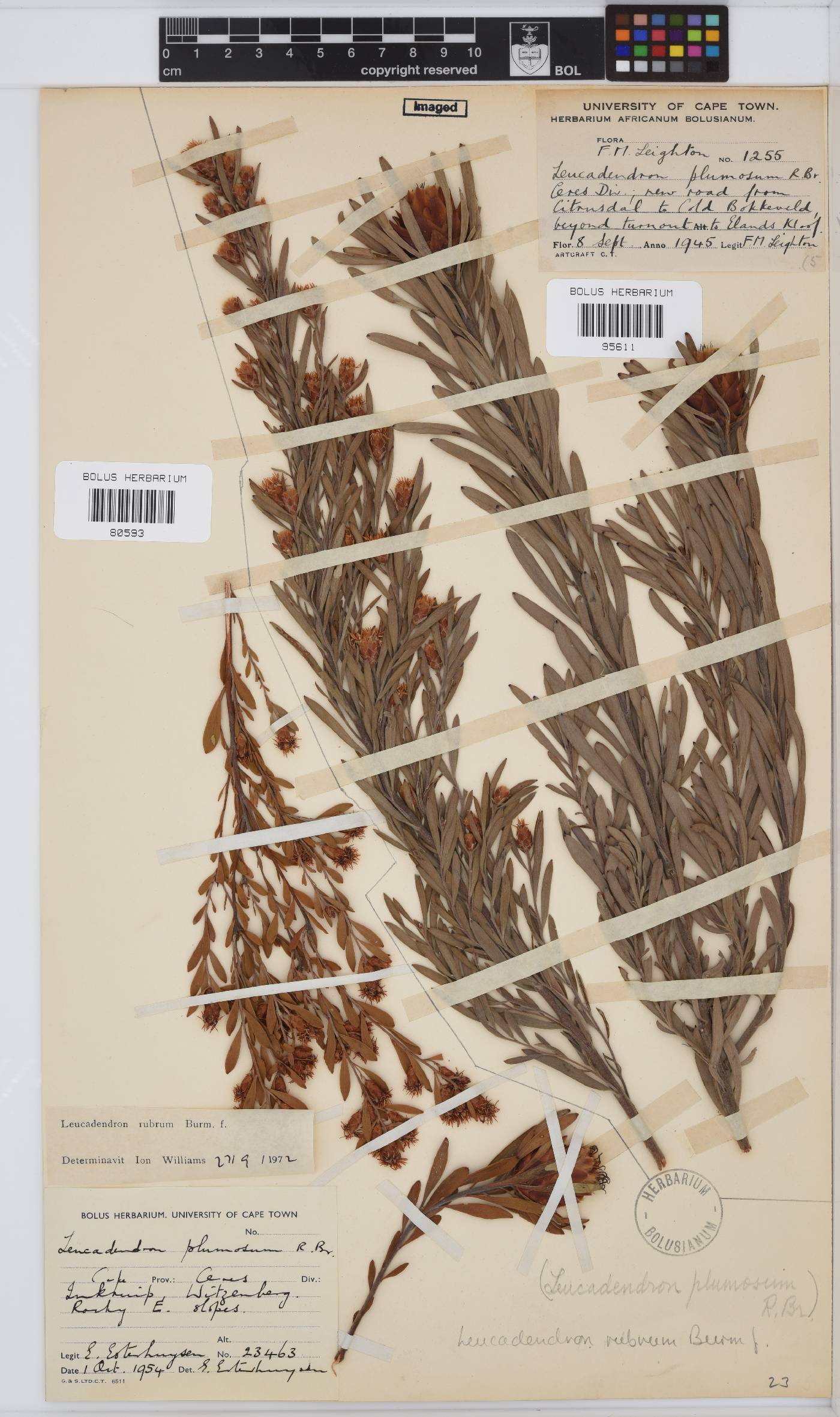 Leucadendron rubrum image