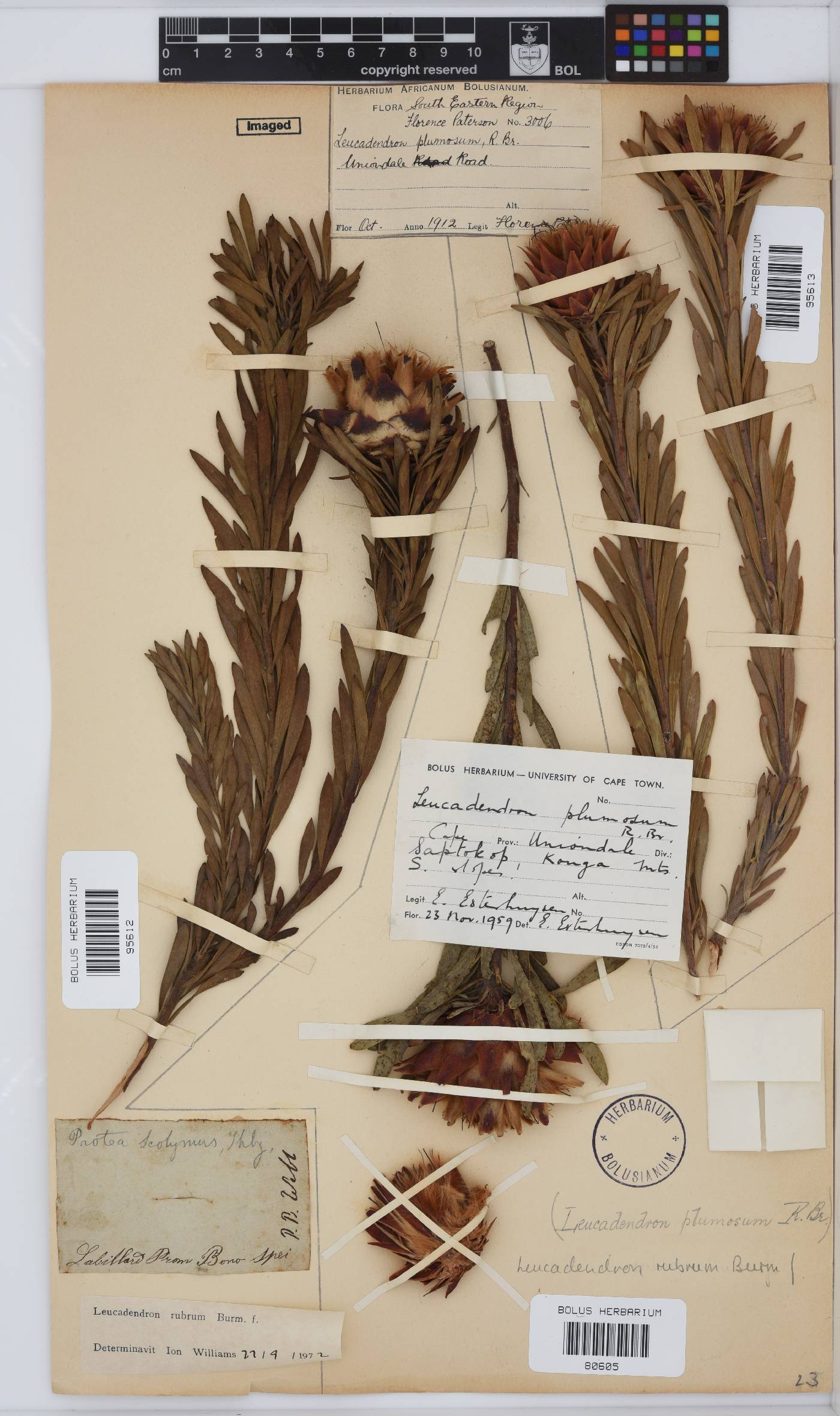 Leucadendron rubrum image