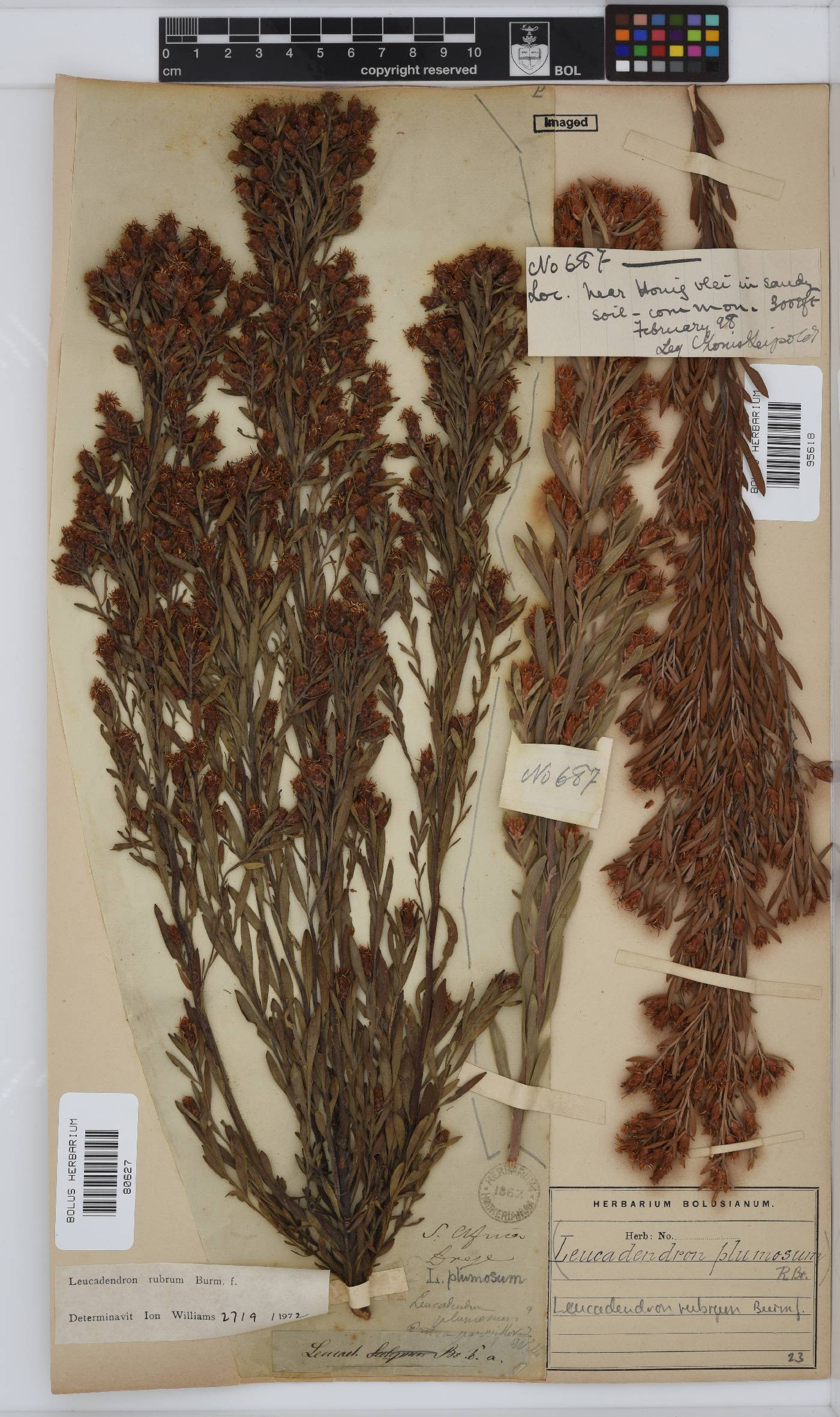 Leucadendron rubrum image