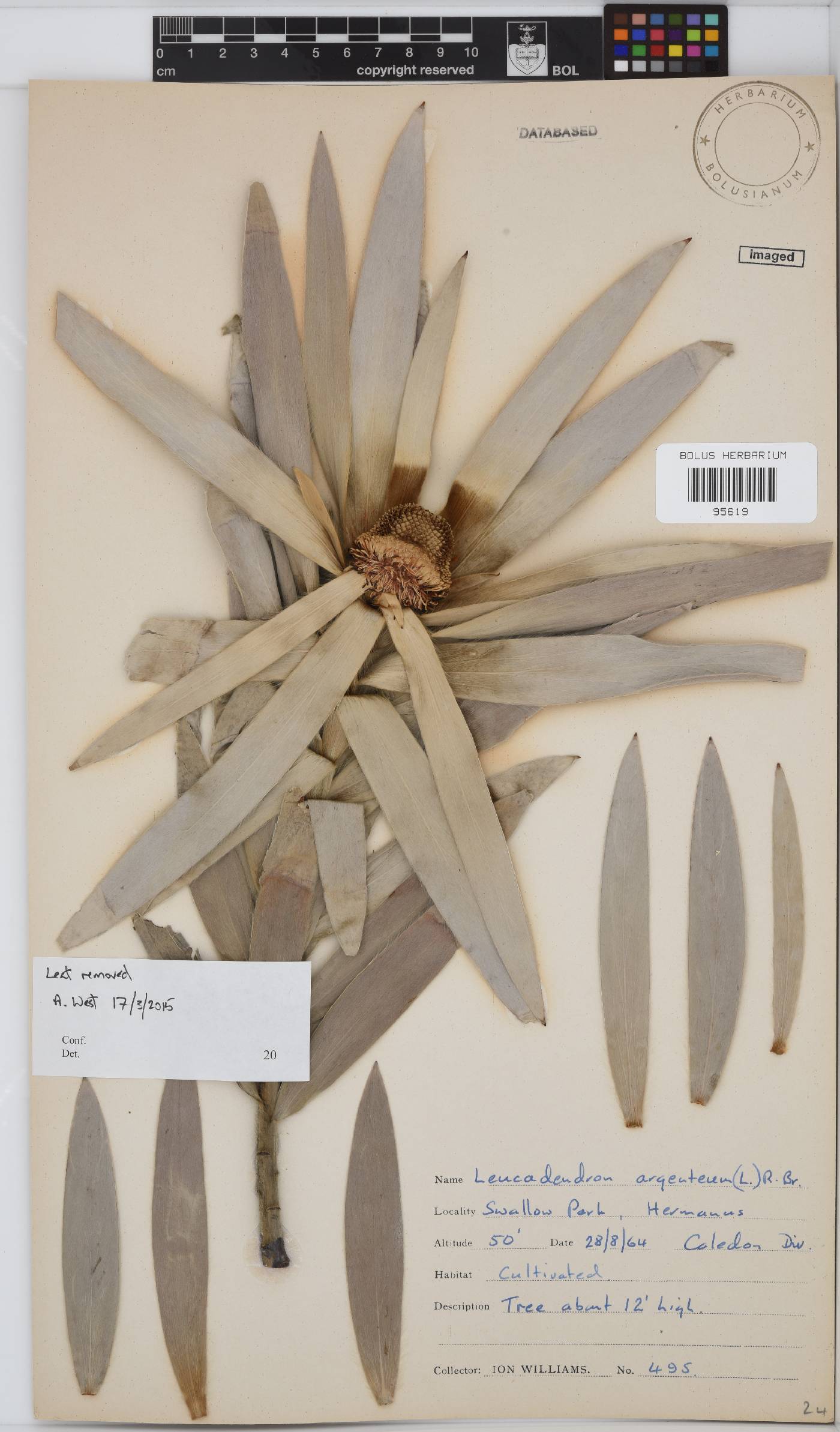 Leucadendron argenteum image