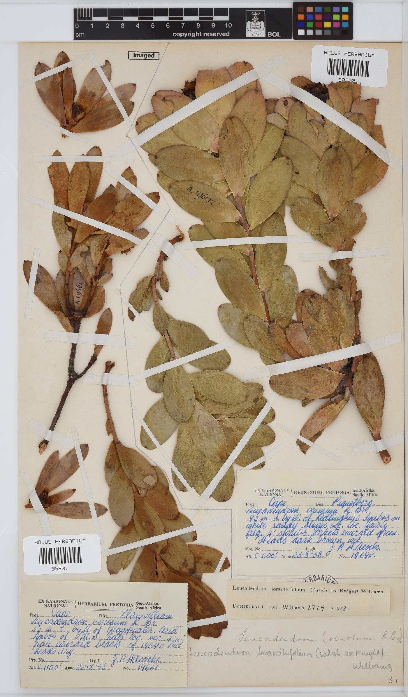 Leucadendron loranthifolium image