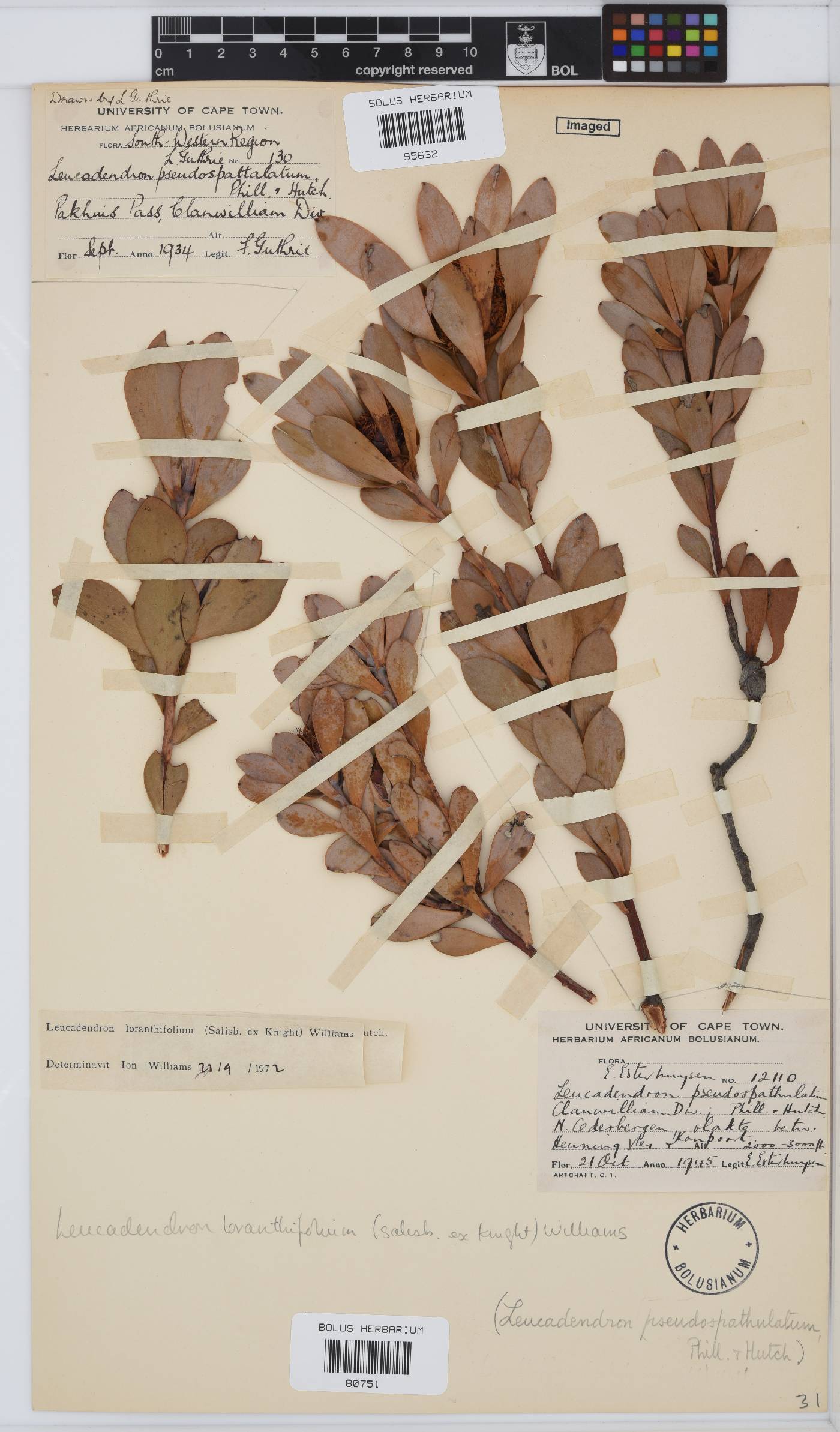 Leucadendron loranthifolium image