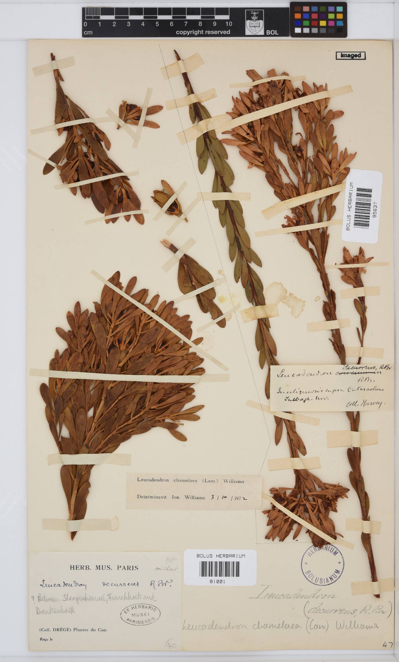 Leucadendron chamelaea image