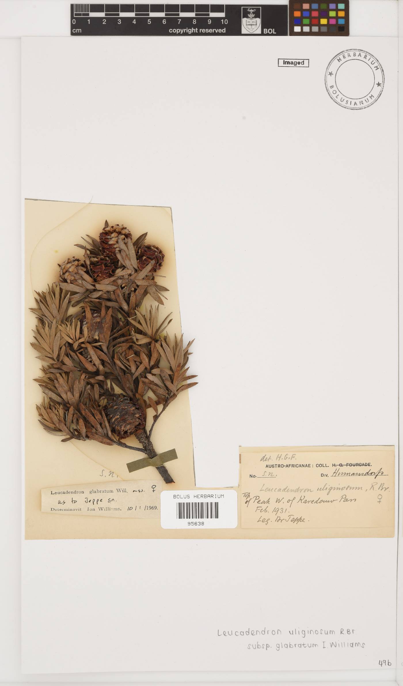 Leucadendron uliginosum image