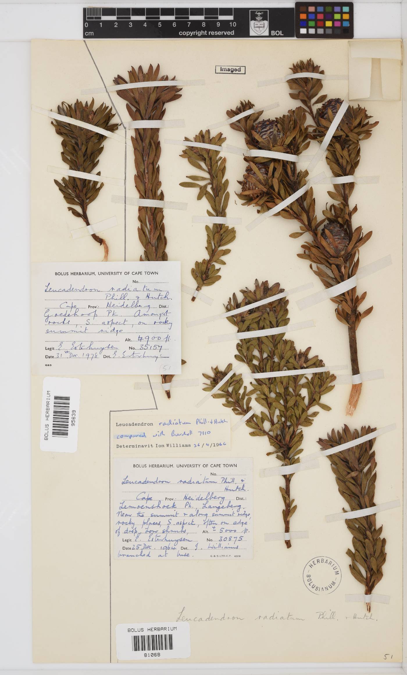 Leucadendron radiatum image