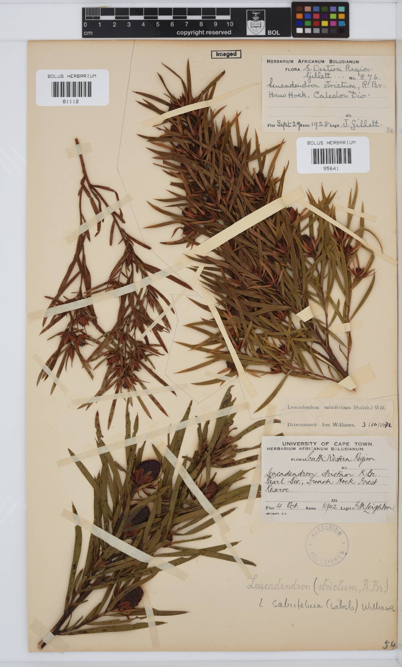 Leucadendron salicifolium image