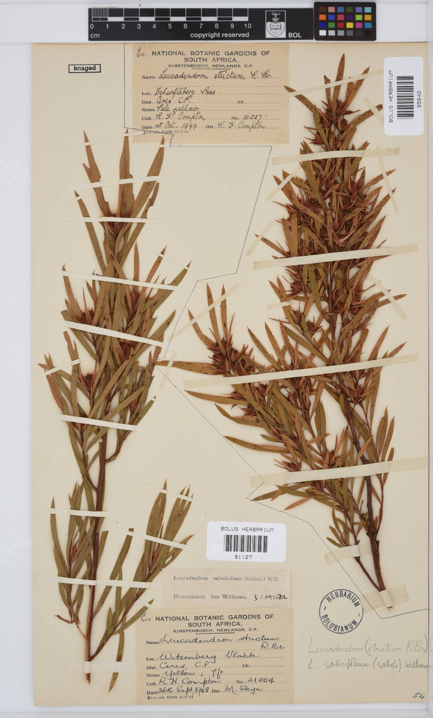 Leucadendron salicifolium image