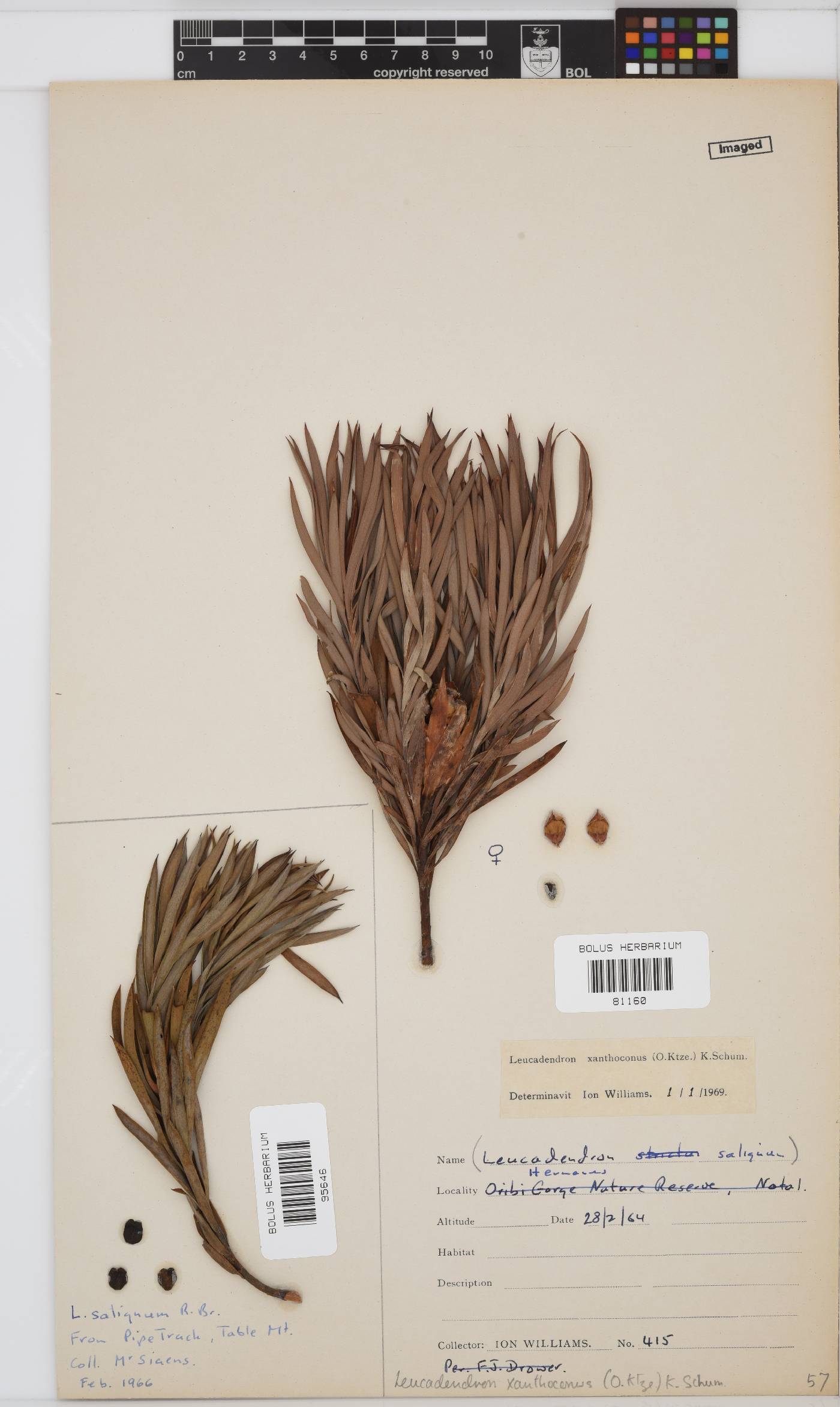 Leucadendron xanthoconus image