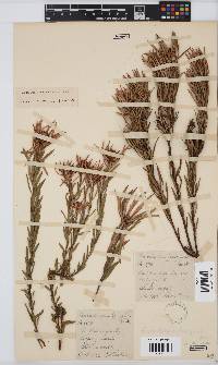 Leucadendron lanigerum image