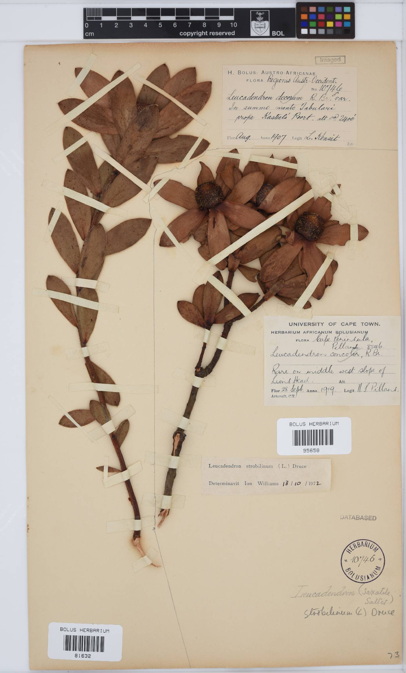 Leucadendron strobilinum image
