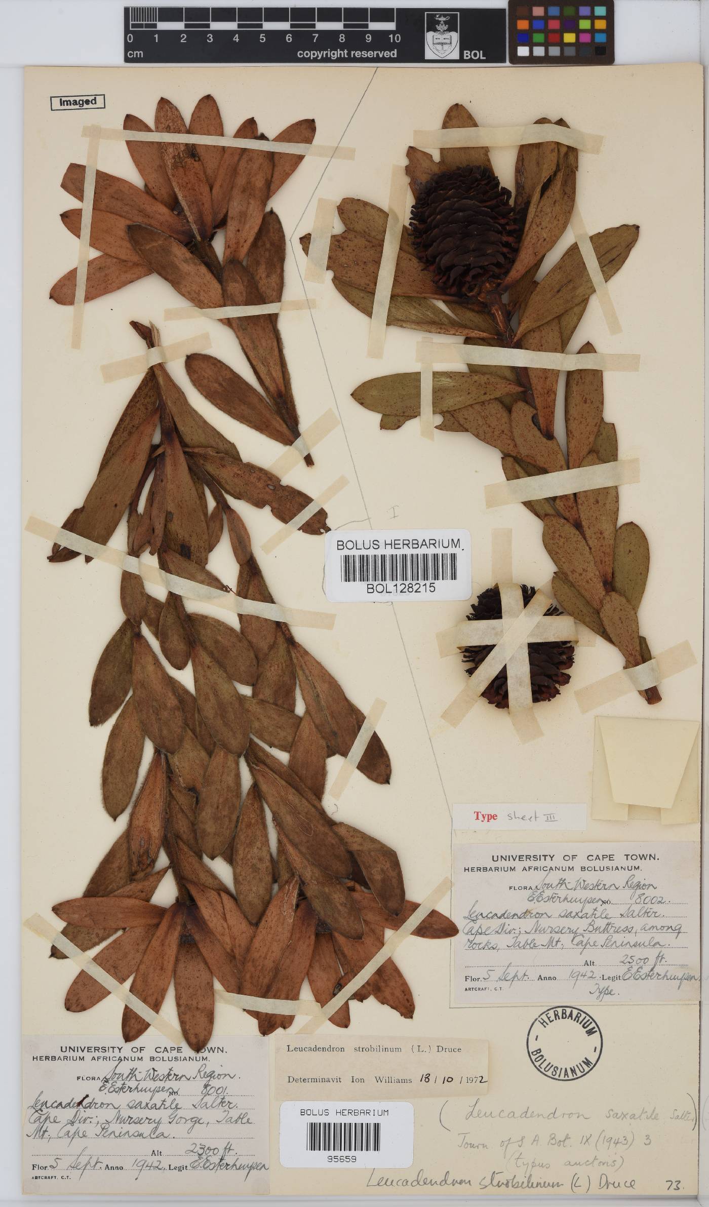 Leucadendron strobilinum image