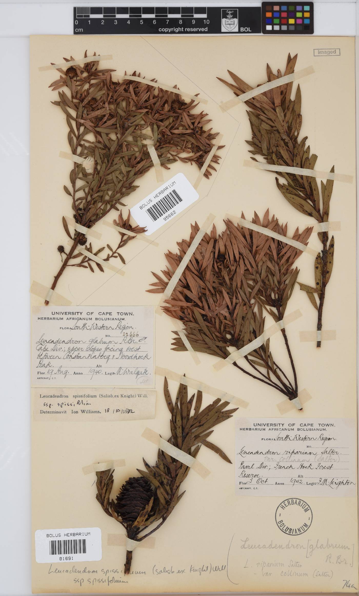 Leucadendron spissifolium subsp. spissifolium image