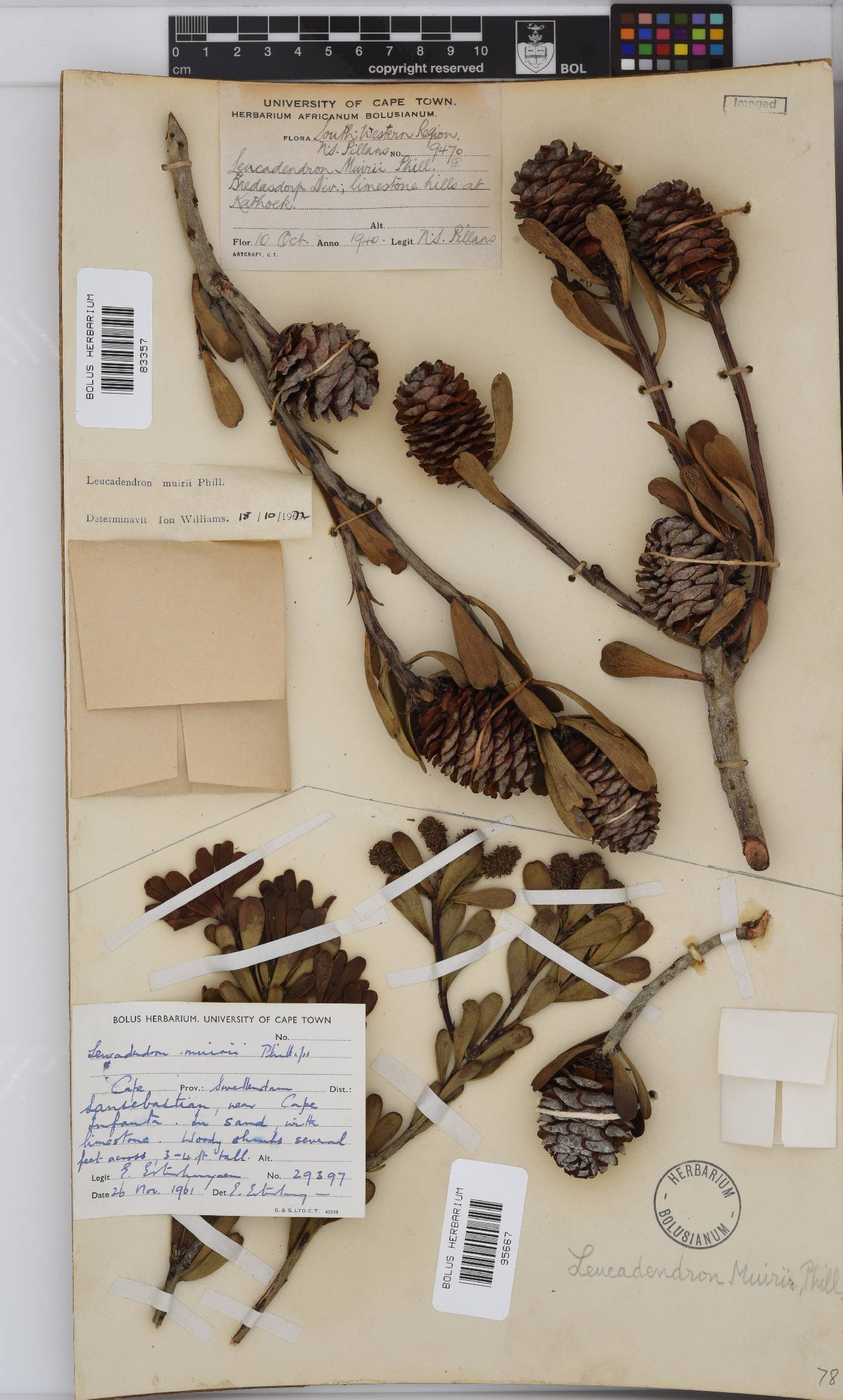 Leucadendron muirii image