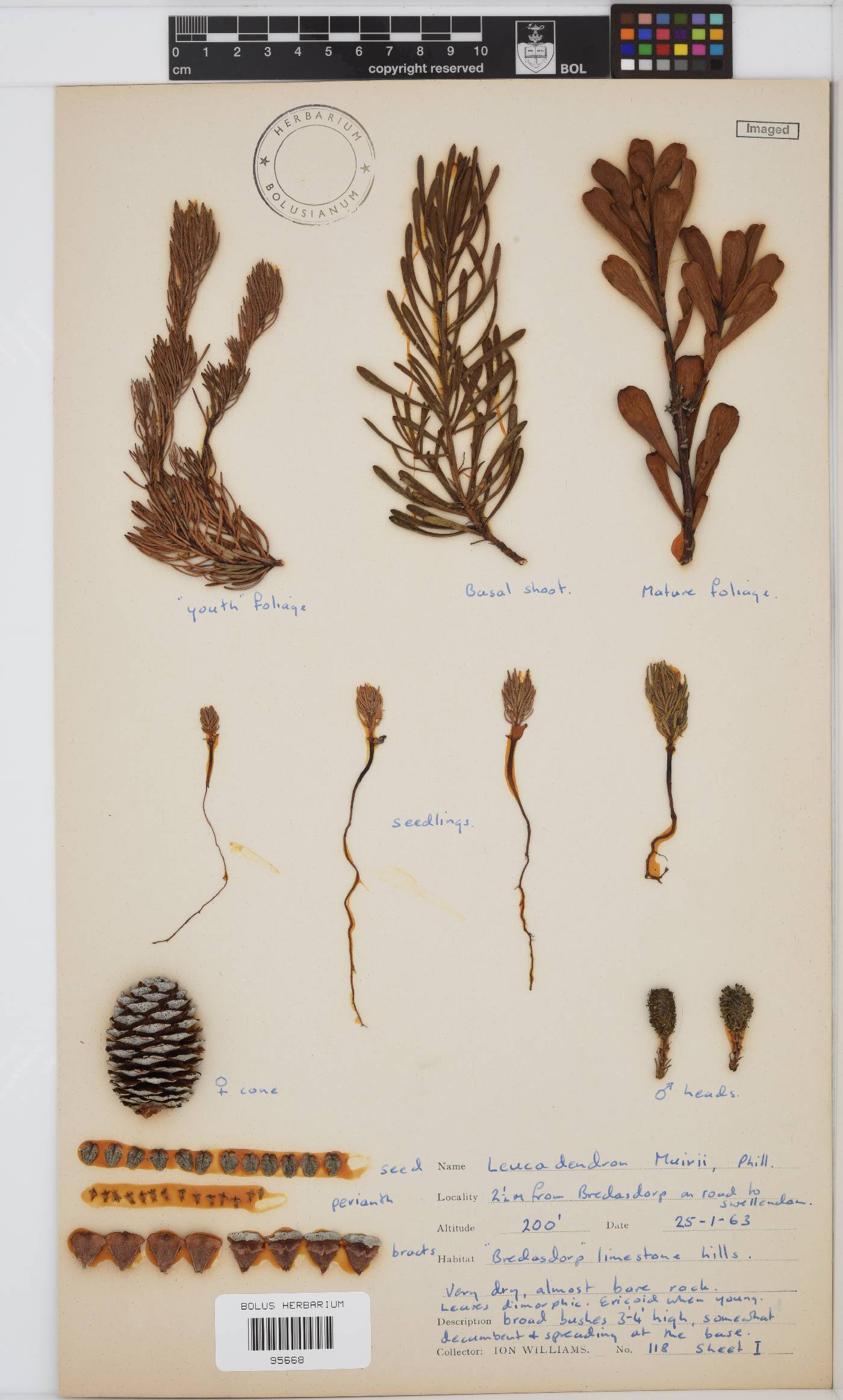 Leucadendron muirii image