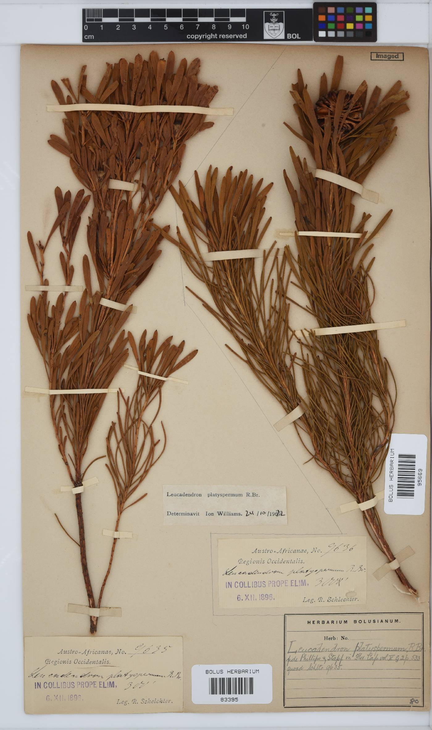 Leucadendron platyspermum image