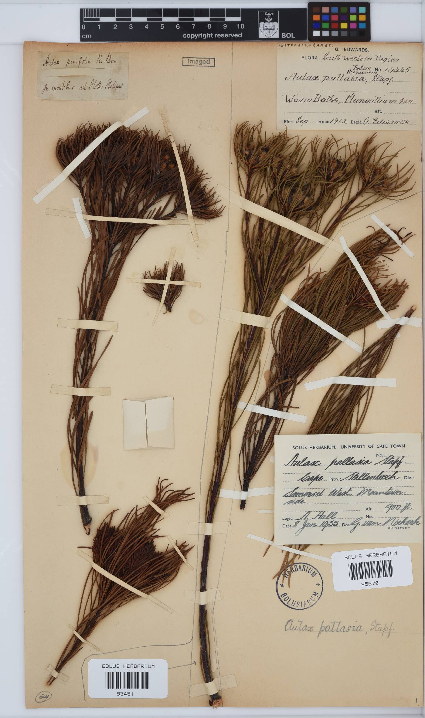 Aulax pallasia image