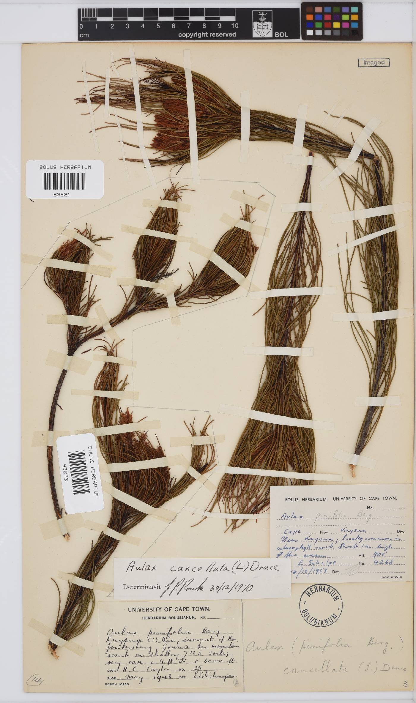 Aulax cancellata image