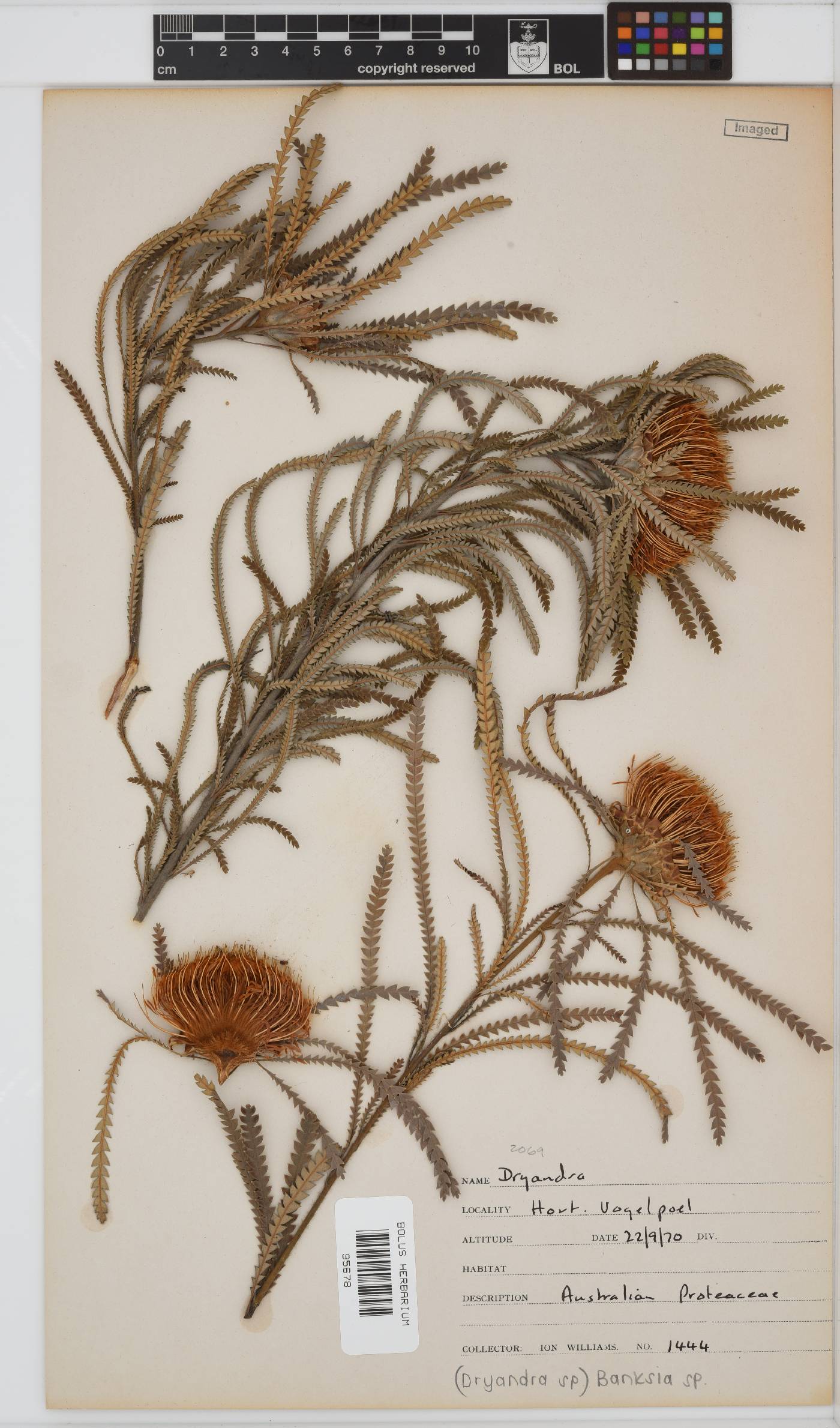 Banksia image