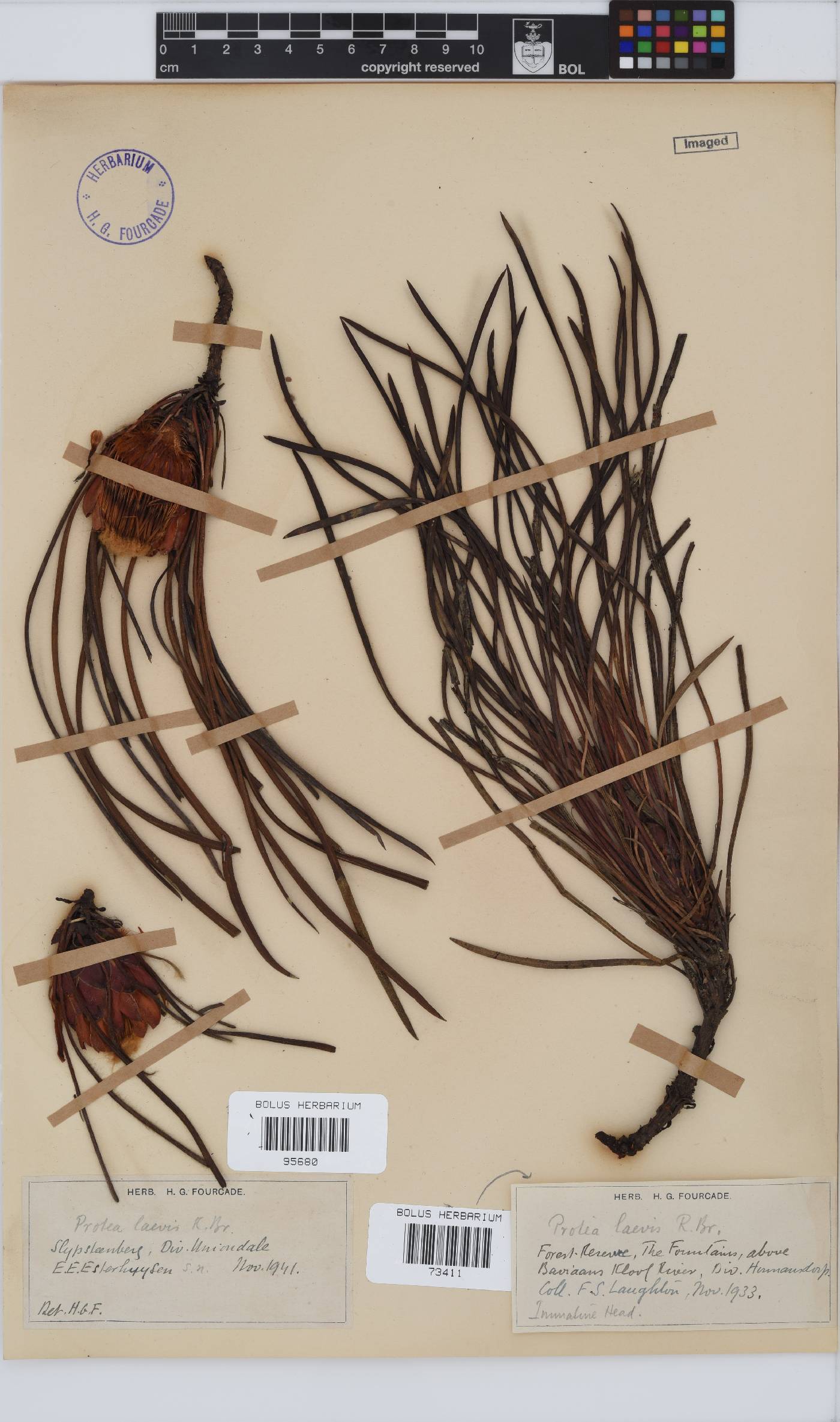 Protea laevis image