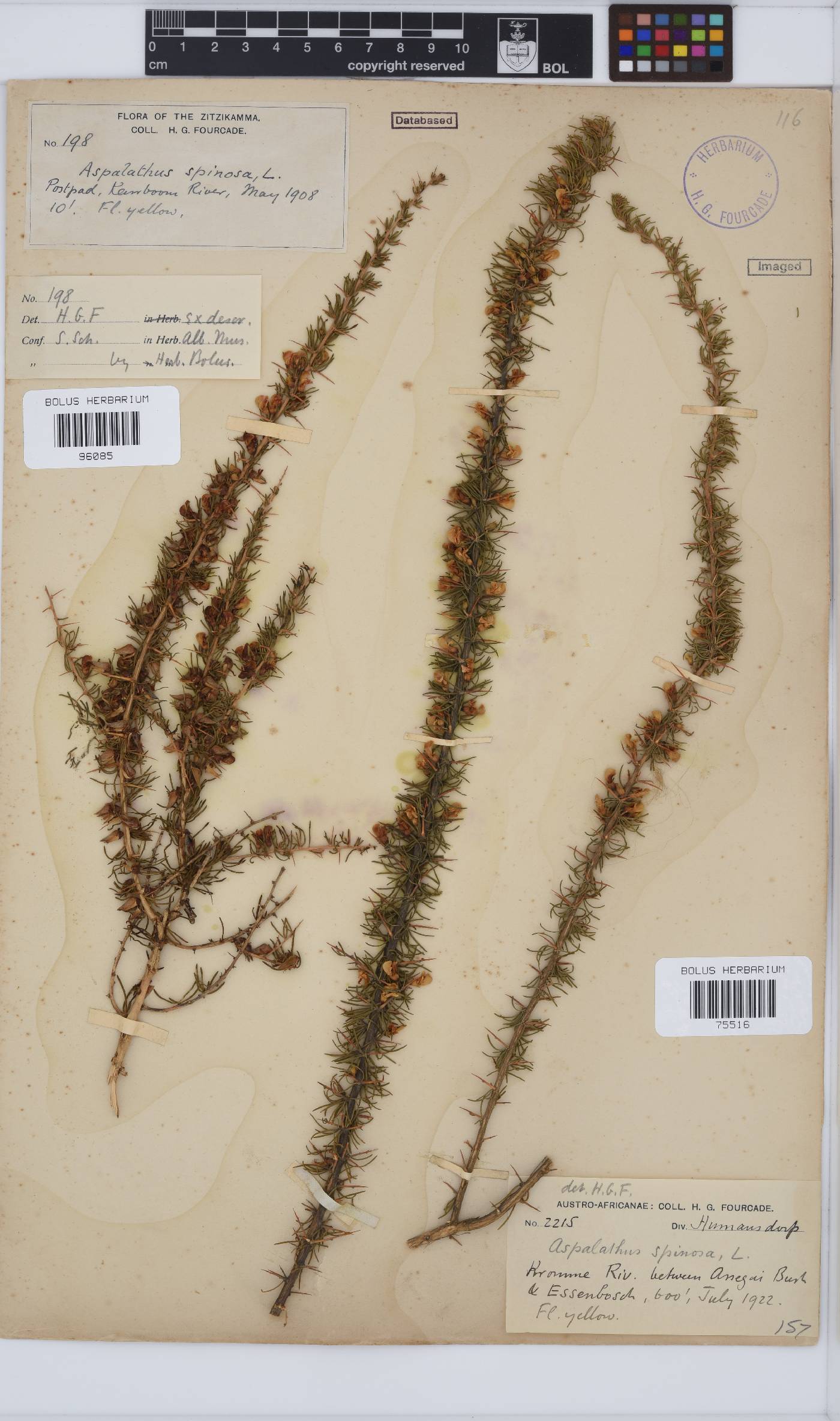 Aspalathus spinosa subsp. spinosa image