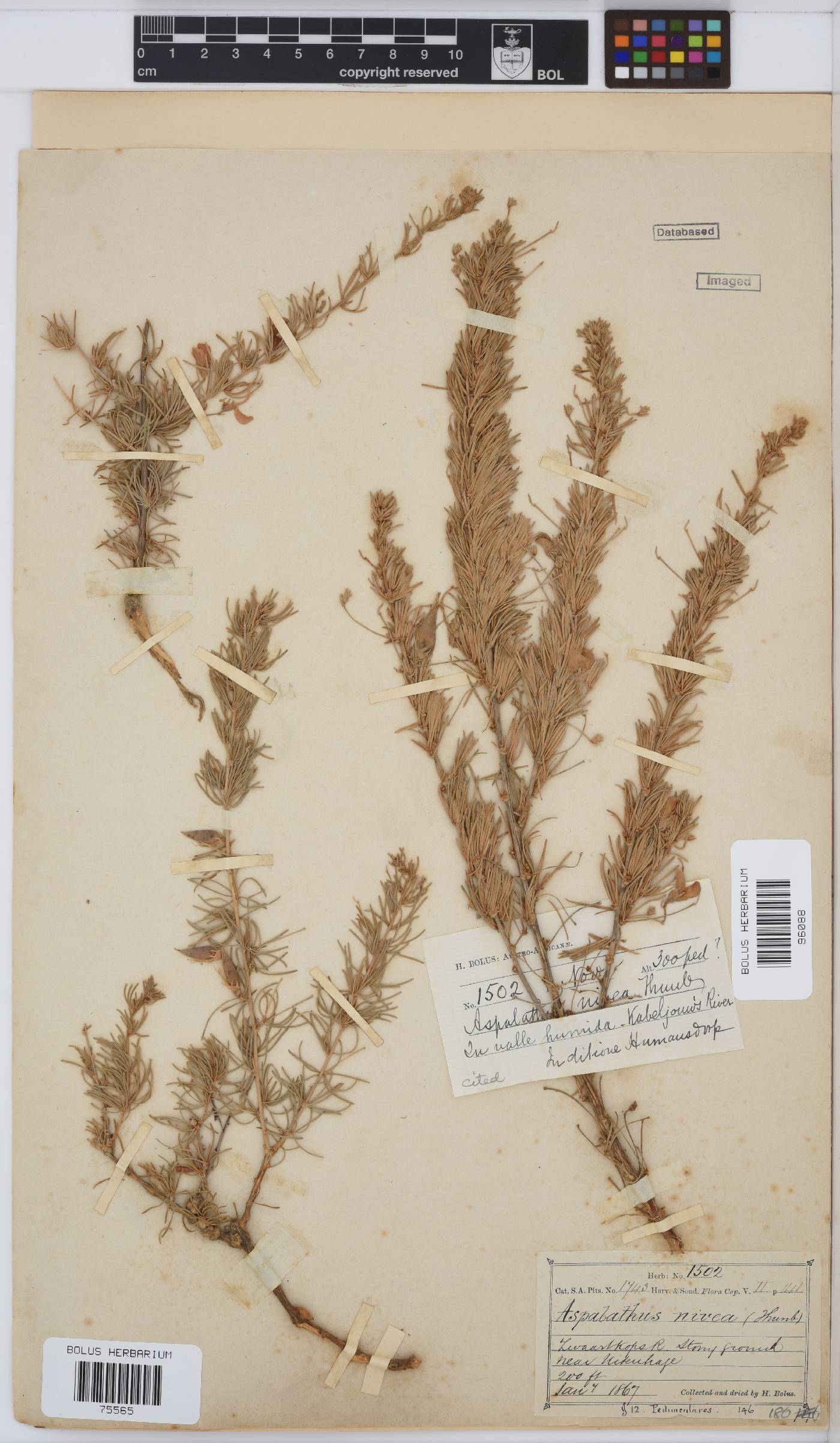 Aspalathus nivea image