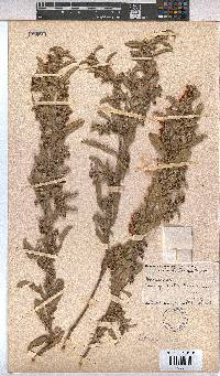 Hermannia antonii image