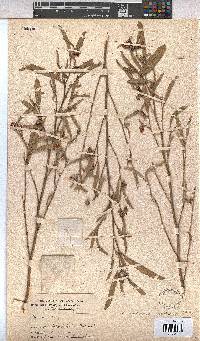 Hermannia antonii image