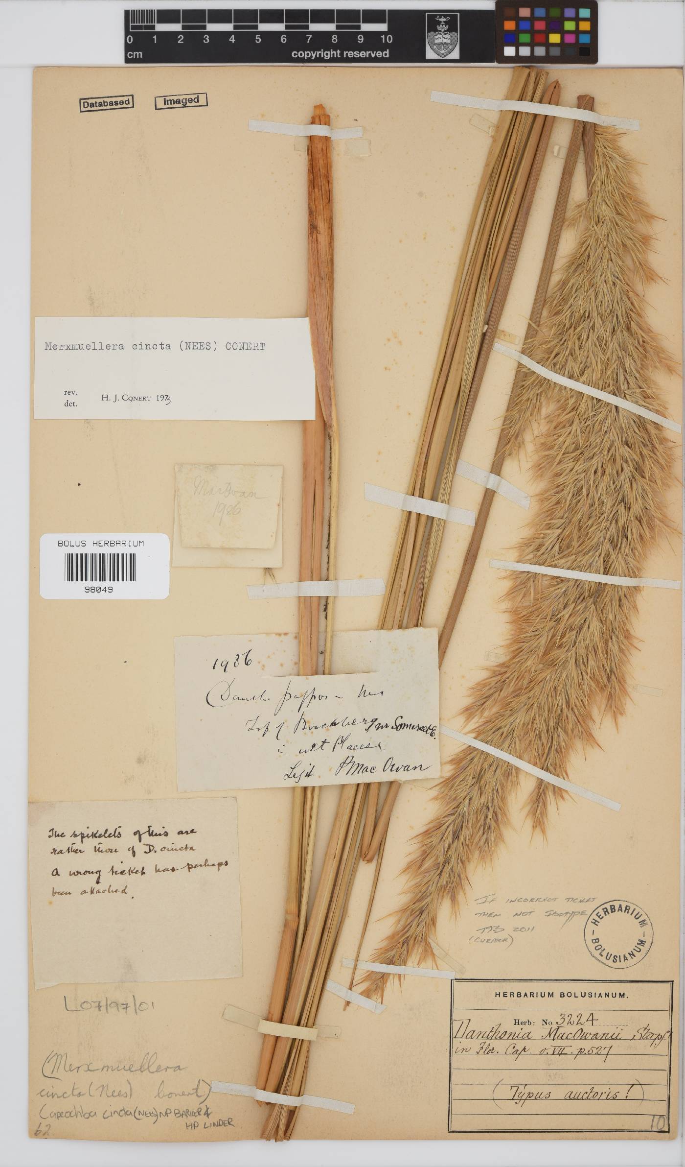 Capeochloa cincta image