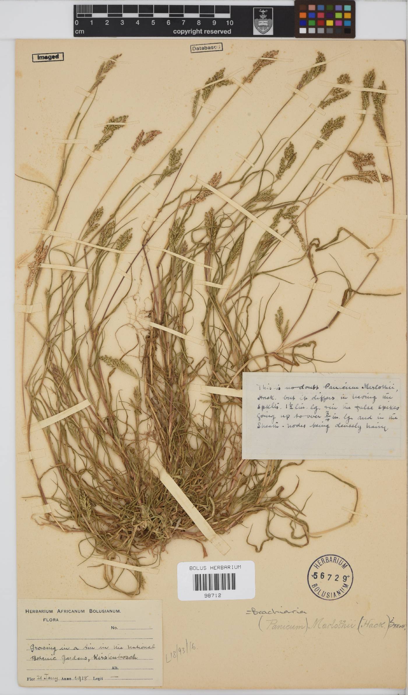 Brachiaria image