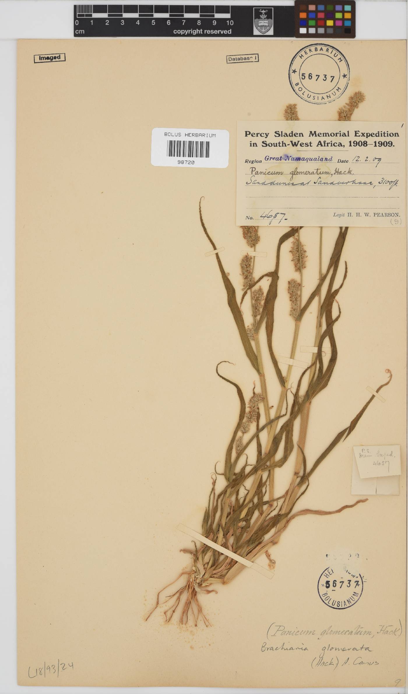 Brachiaria glomerata image