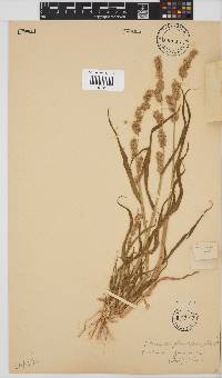 Brachiaria glomerata image