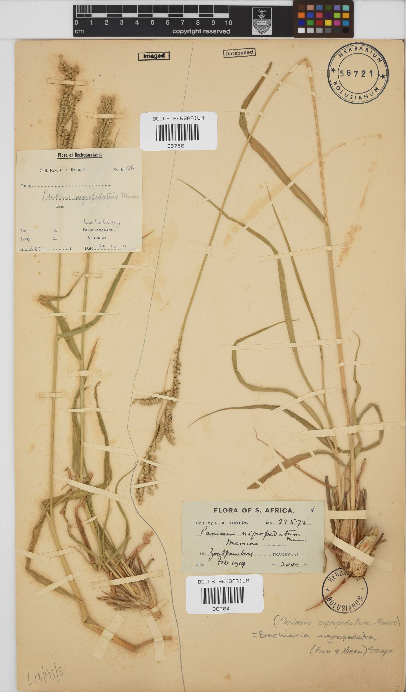 Brachiaria nigropedata image