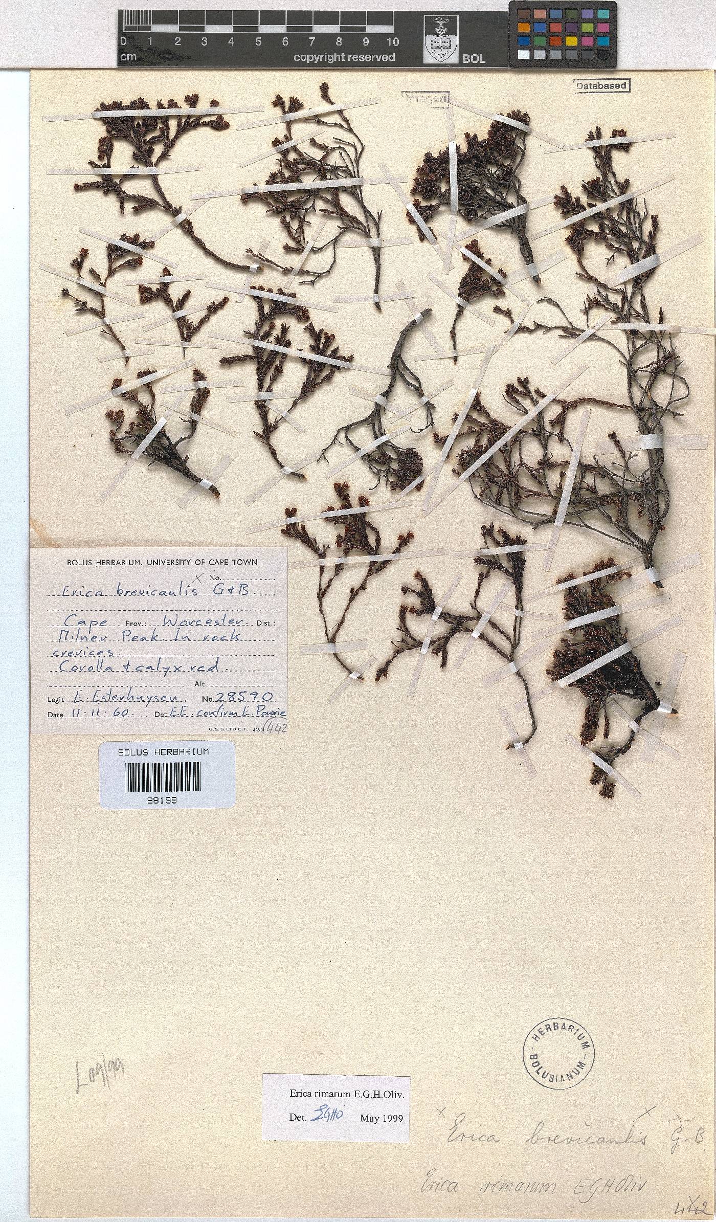 Erica rimarum image