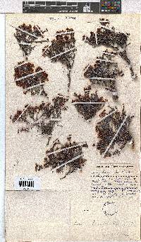 Erica brevicaulis image