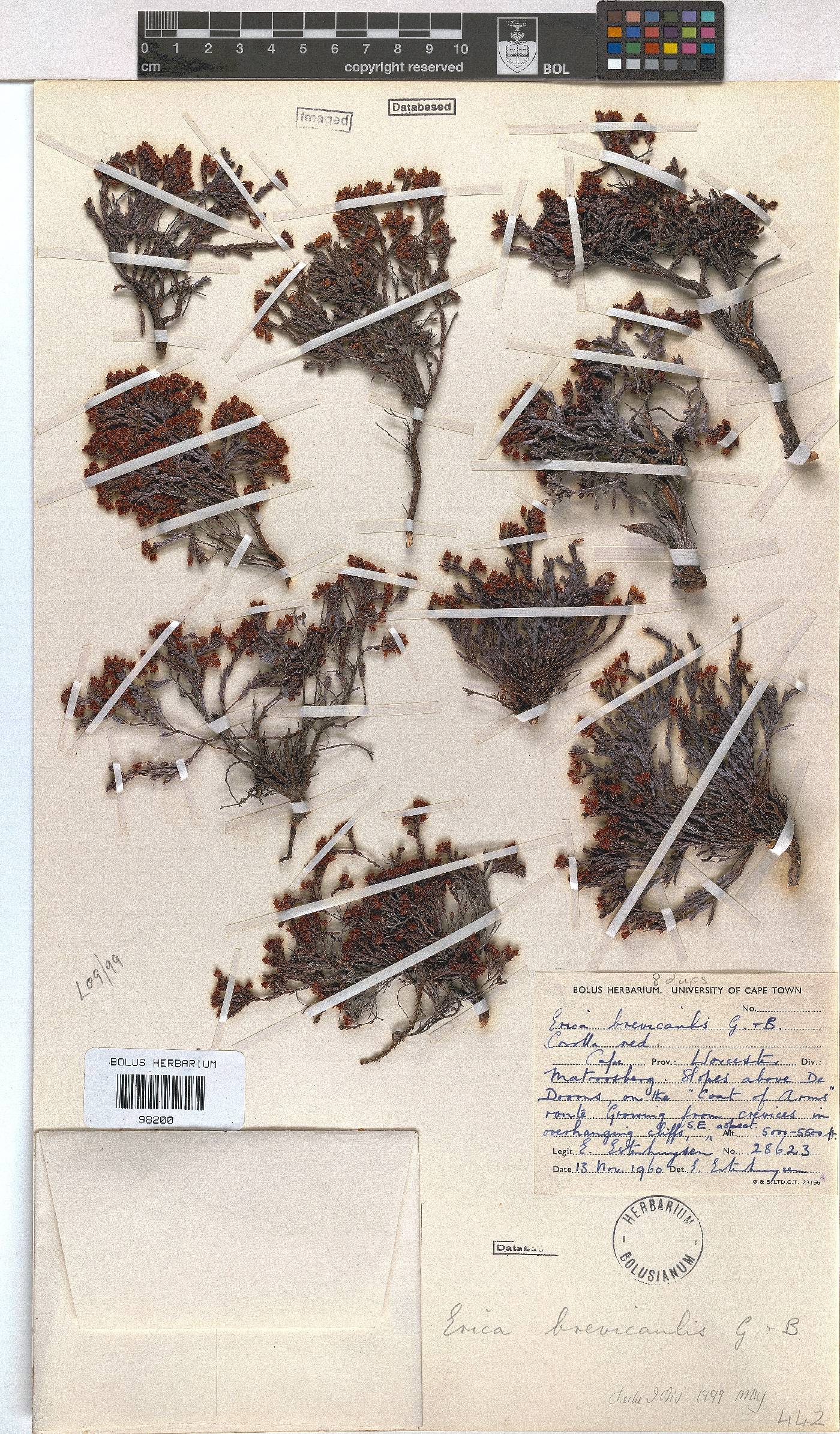 Erica brevicaulis image