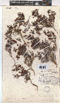 Erica brevicaulis image