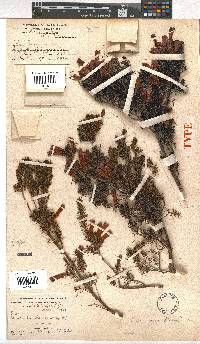 Erica viridimontana image