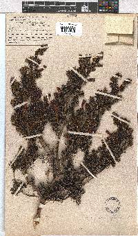 Erica viridimontana subsp. nivicola image