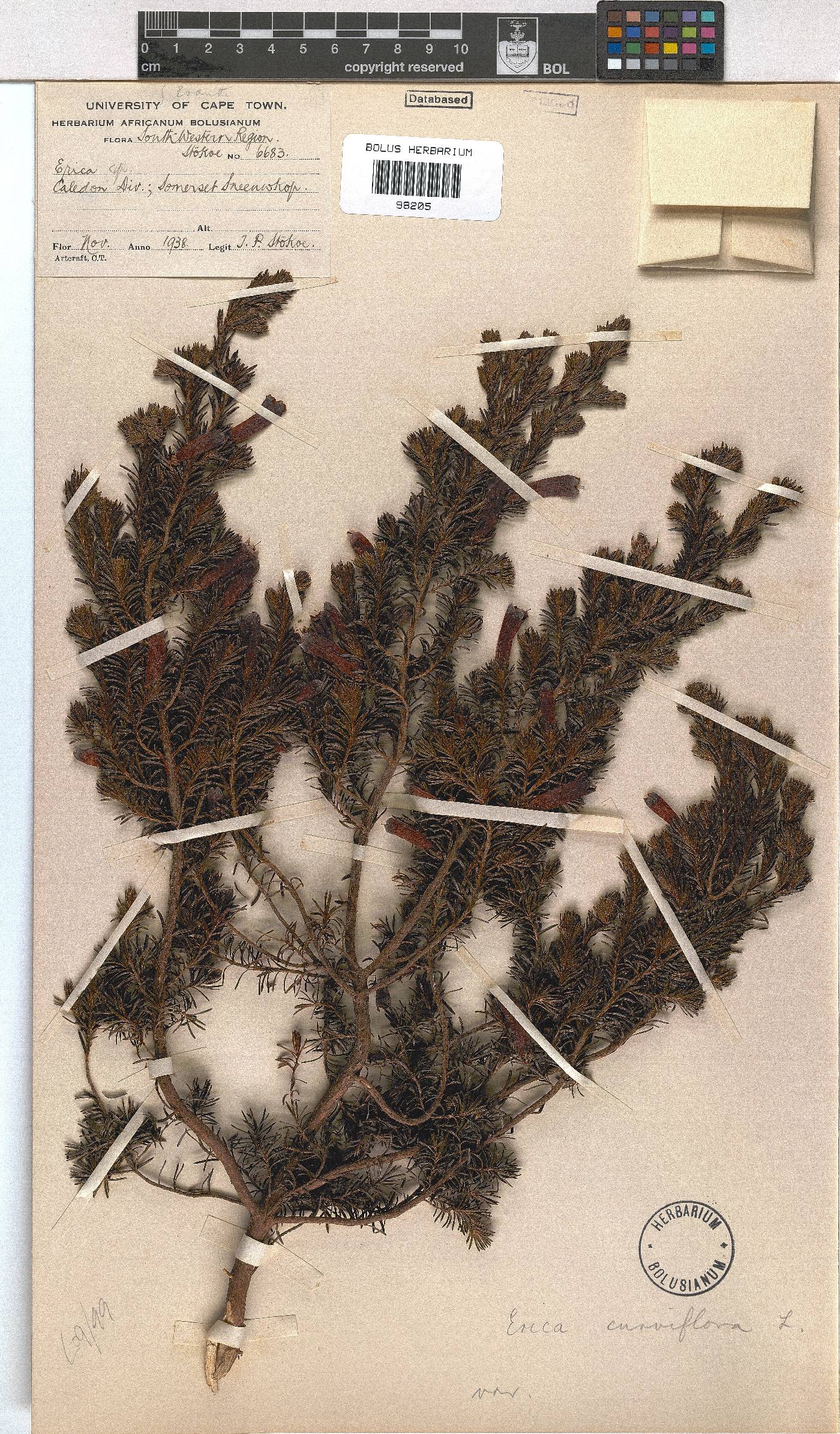 Erica viridimontana subsp. nivicola image