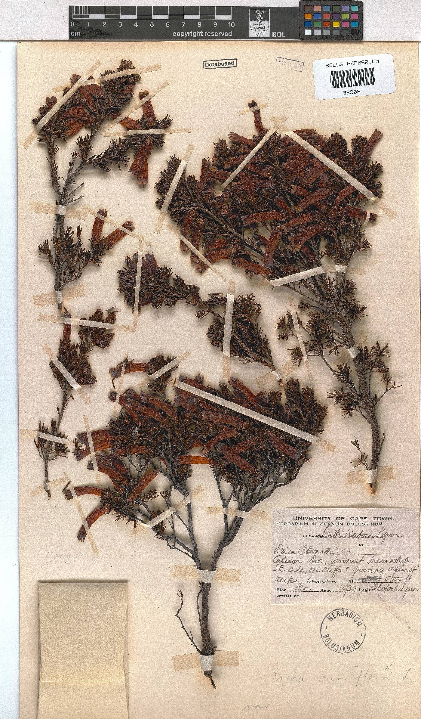 Erica viridimontana image