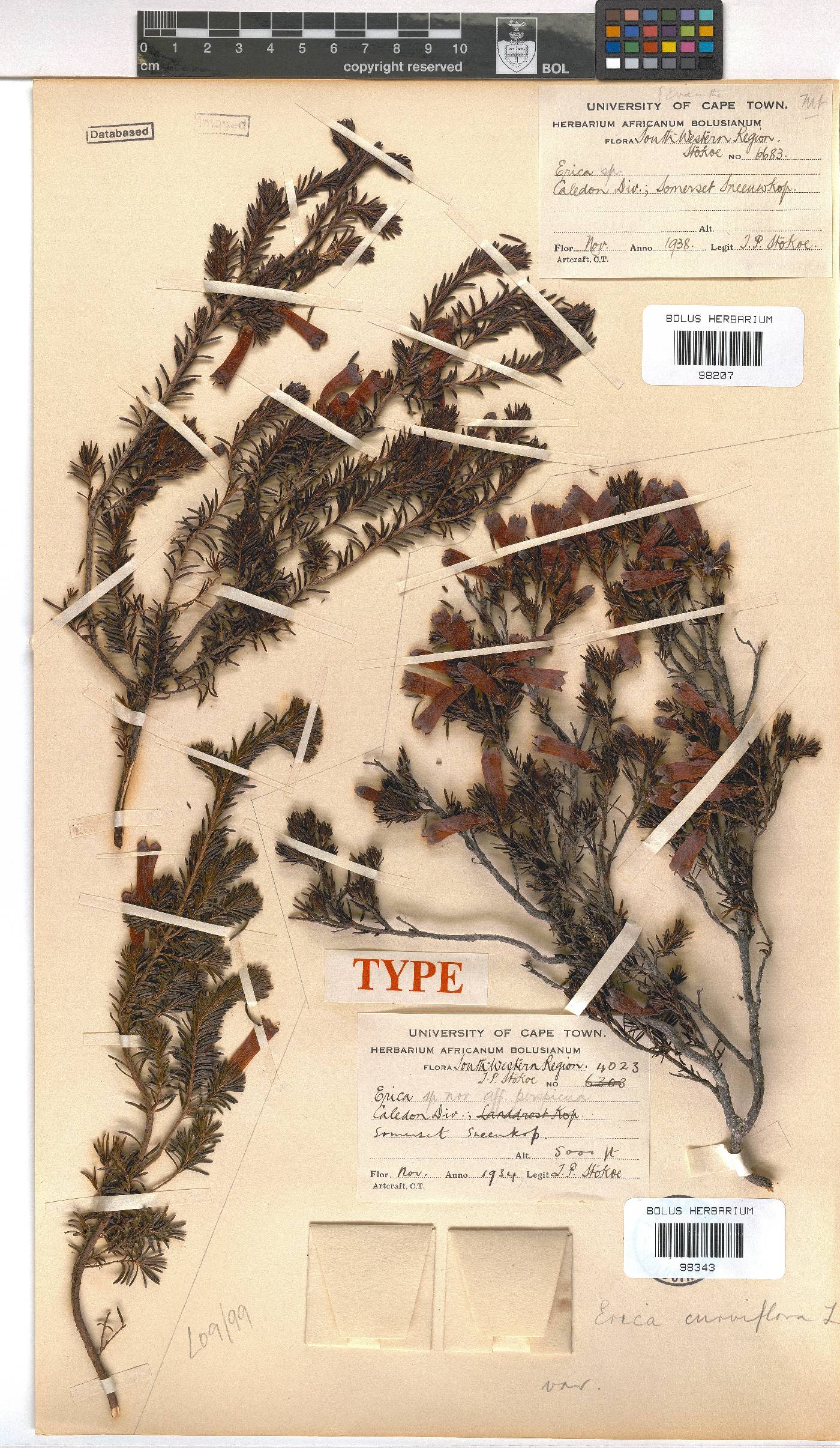 Erica viridimontana subsp. nivicola image