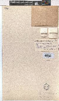 Erica brevicaulis image