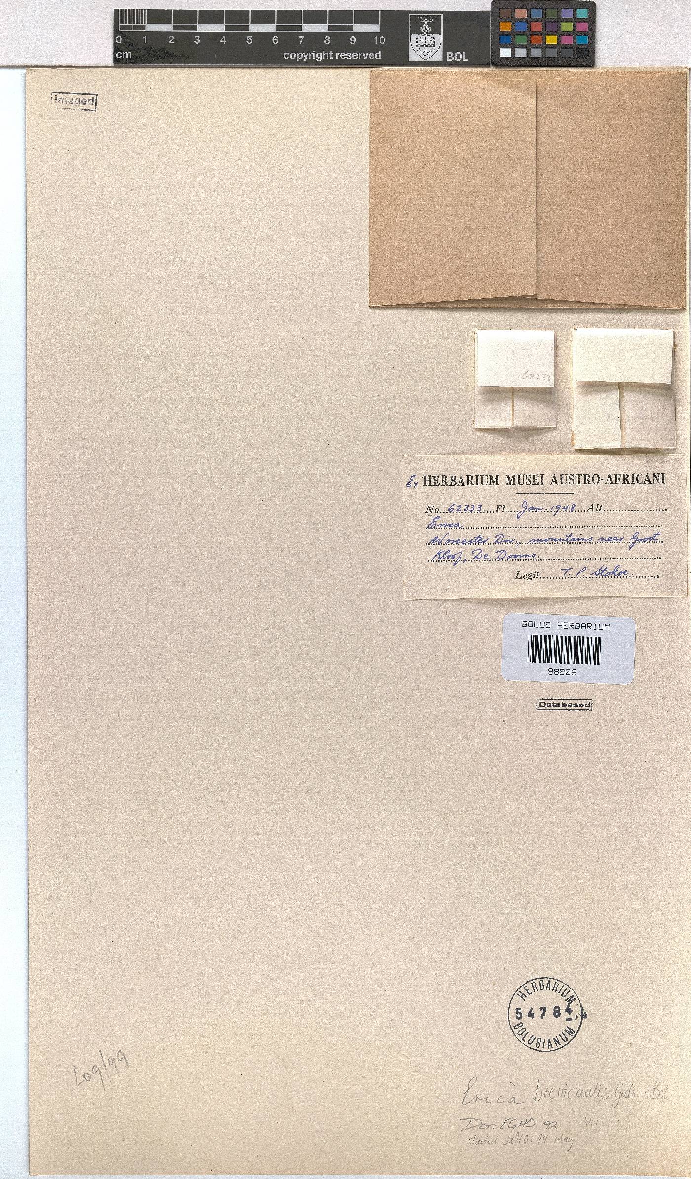 Erica brevicaulis image