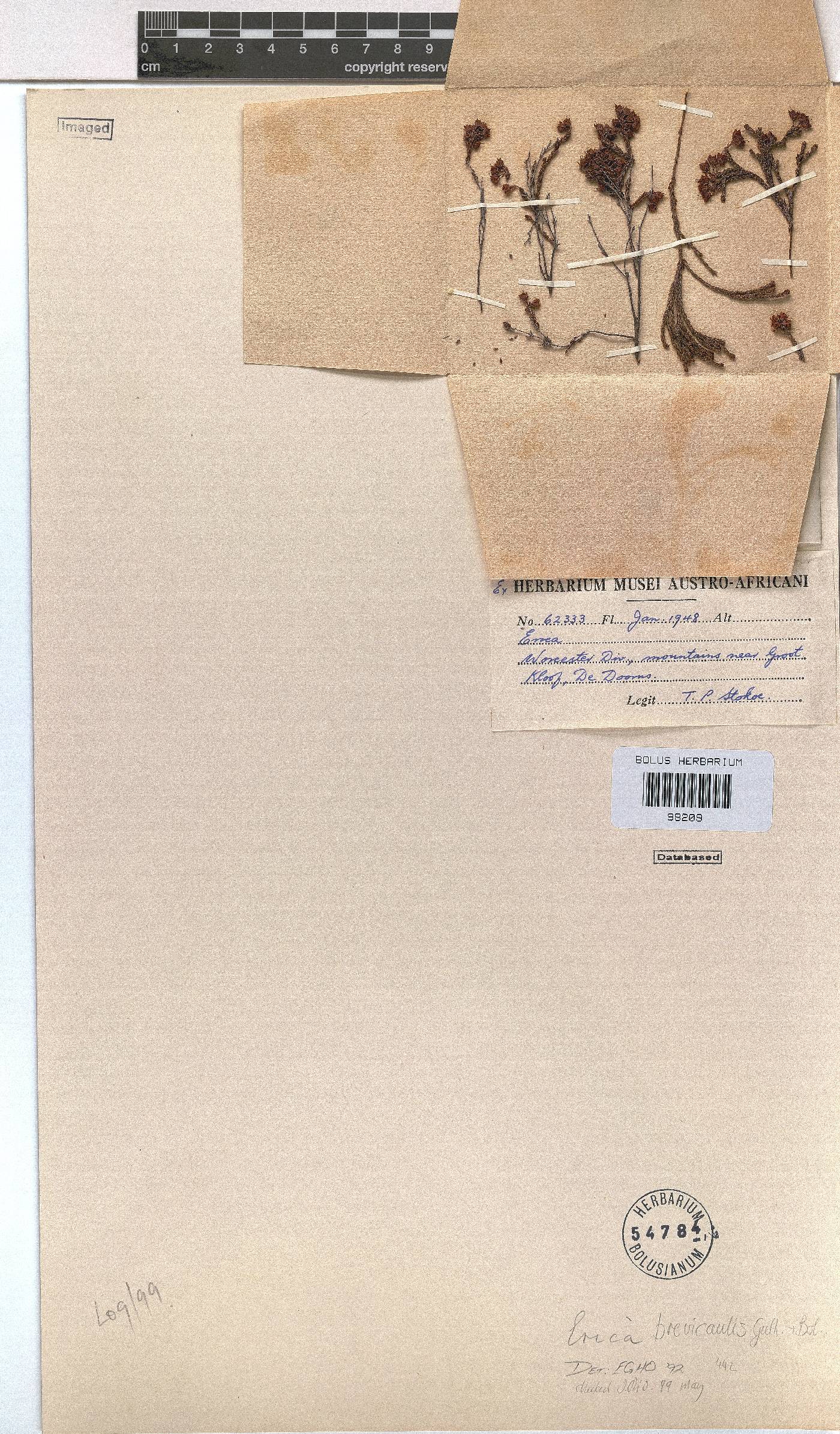 Erica brevicaulis image