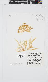 Gigartina paxillata image