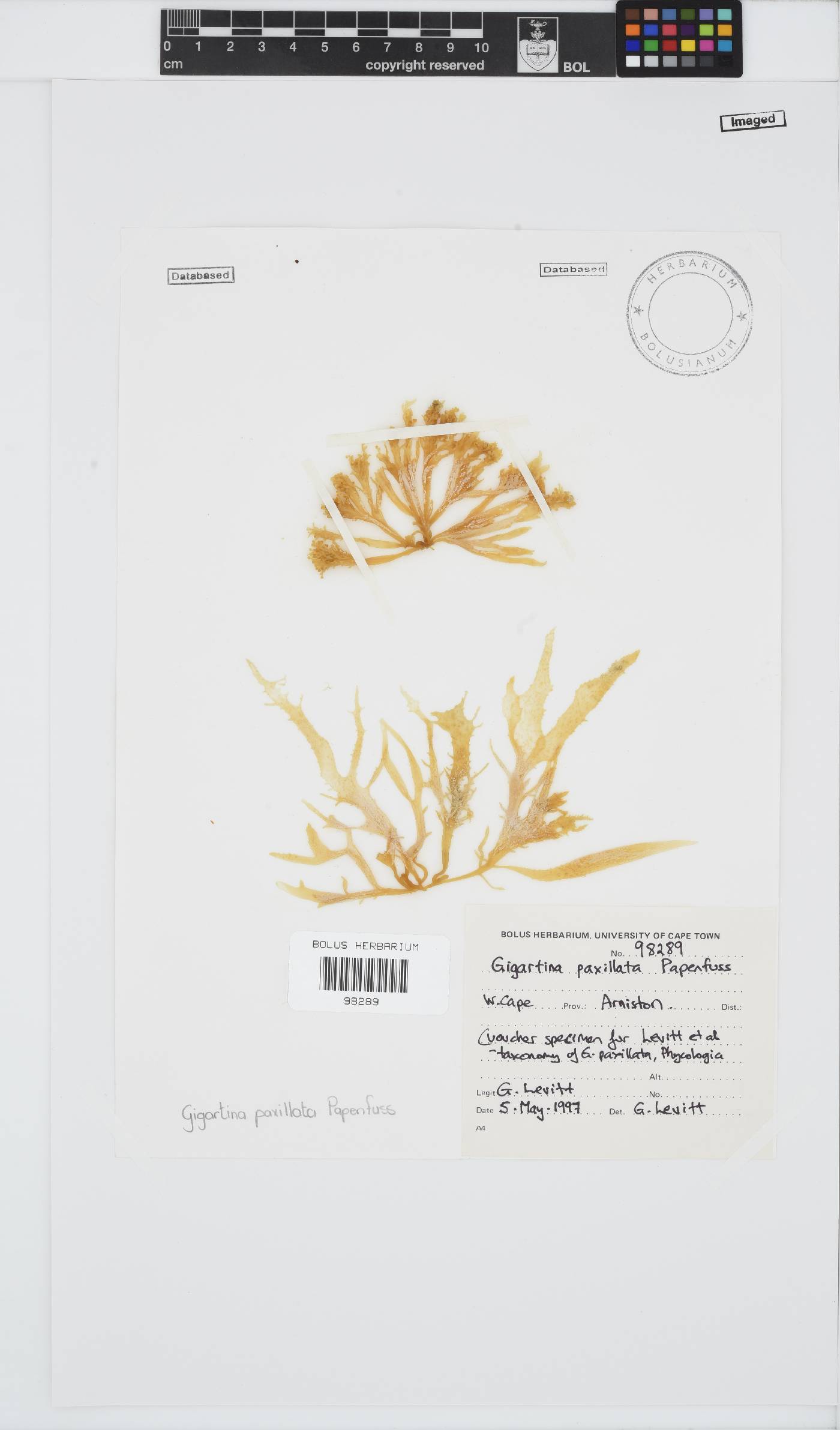Gigartina paxillata image